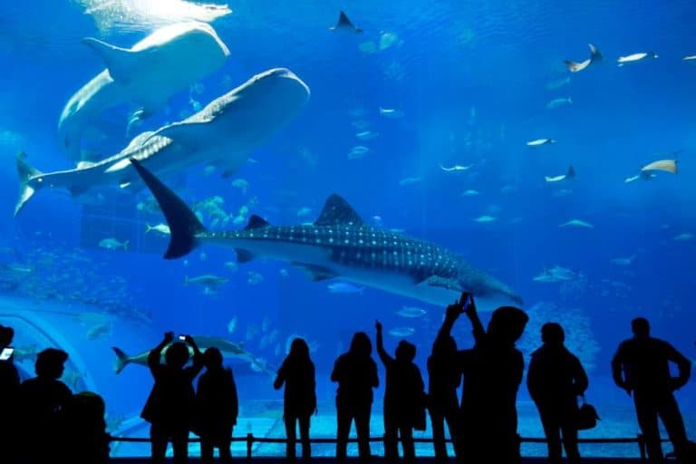 Top 11 Best Aquarium in Japan.