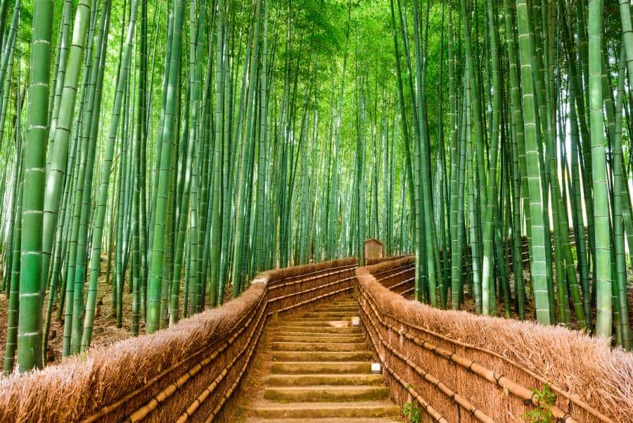 Arashiyama-bamboo-forest