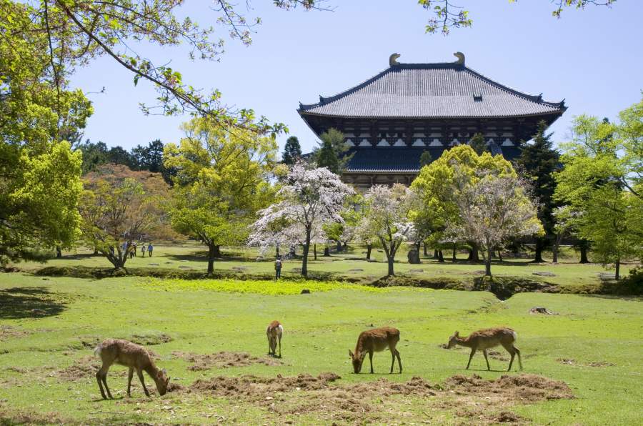 Nara todai ji temple