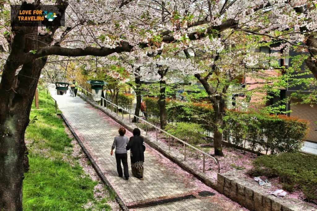 Be amazed by Cherry blossoms in Sumida Park