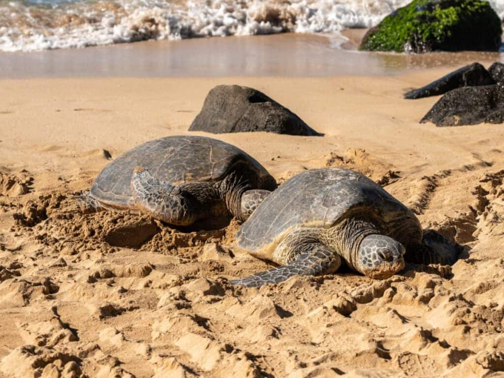 10 Places To See Turtles On Oahu