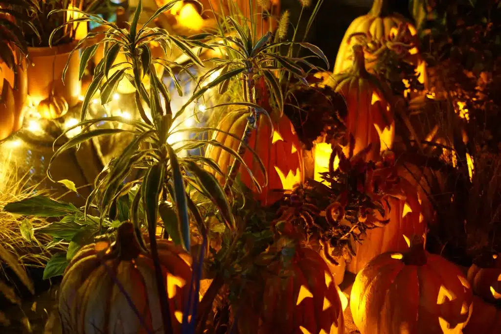 Decorate homes with Jack-O-Lanterns