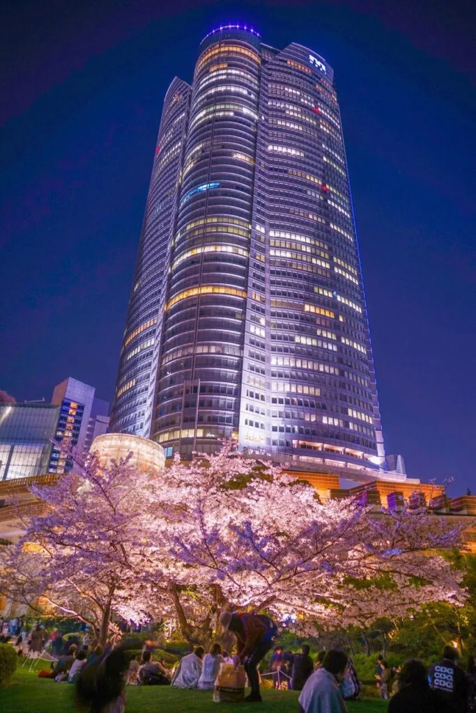 Heavy garden night cherry blossoms and Roppongi Hills. Shooting Location- Tokyo metropolitan area