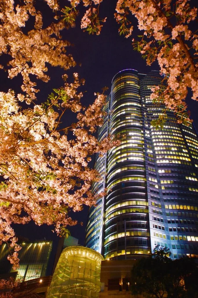 Roppongi Hills and Night Sakura