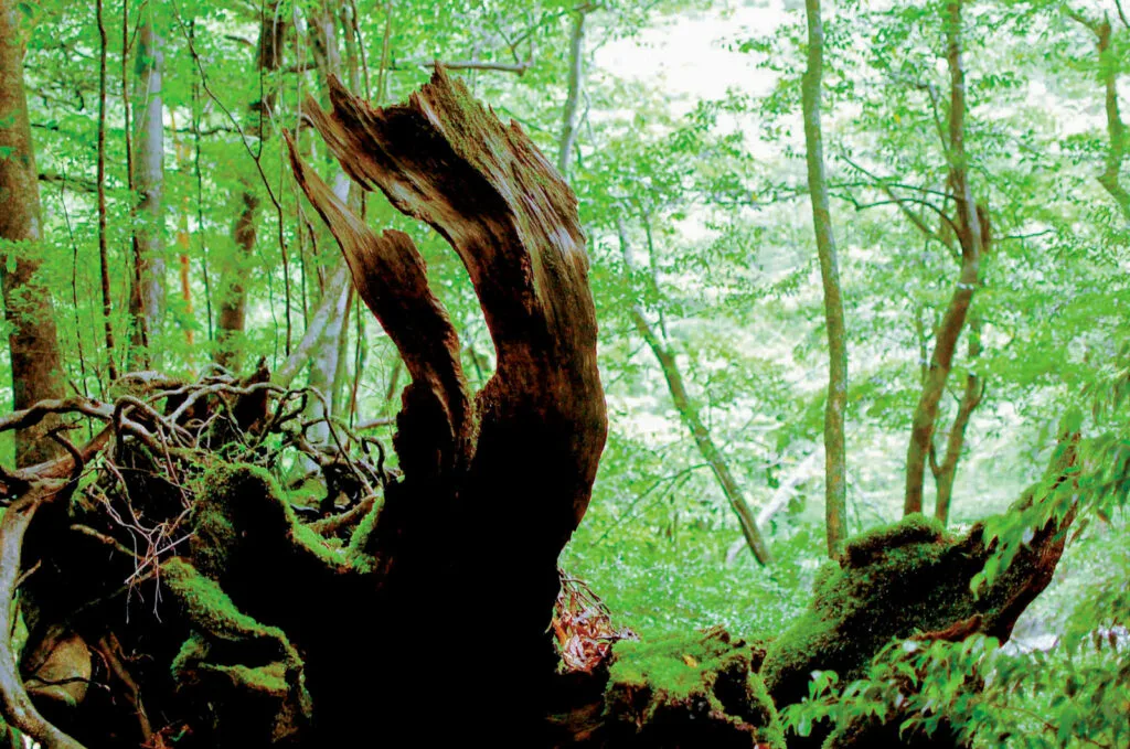 Tree at Yakushima, Japan