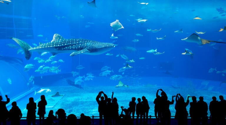 10 Must-See Exhibits at Churaumi Aquarium