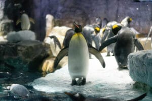 5 Must-See Exhibits at Osaka Aquarium