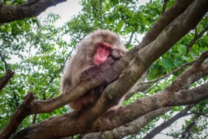 5 Reasons to Visit Kyoto’s Iwatayama Monkey Park
