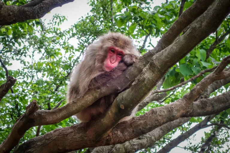 5 Reasons to Visit Kyoto’s Iwatayama Monkey Park