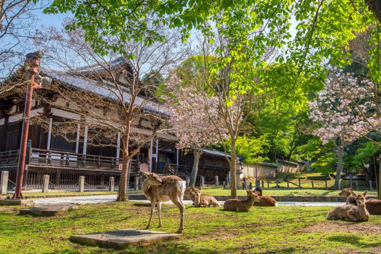5 Steps to Travel From Osaka to Nara - a Complete Guide