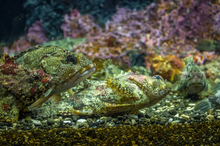 7 Dive Sites You Must Visit for Scuba Diving in Okinawa