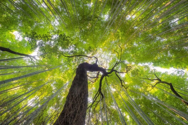 7 Magical Moments in Arashiyama’s Bamboo Forest