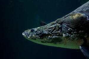 Marine World Aquarium: Diving Into Fukuoka’S Undersea Wonders