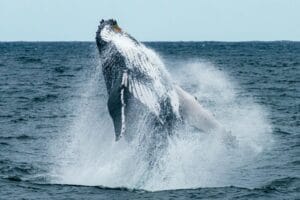Must-Visit Spots for Whale Watching in Okinawa