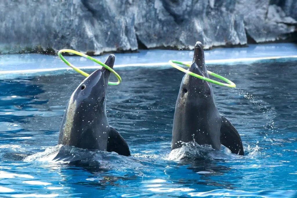 Star Marine Life Attractions