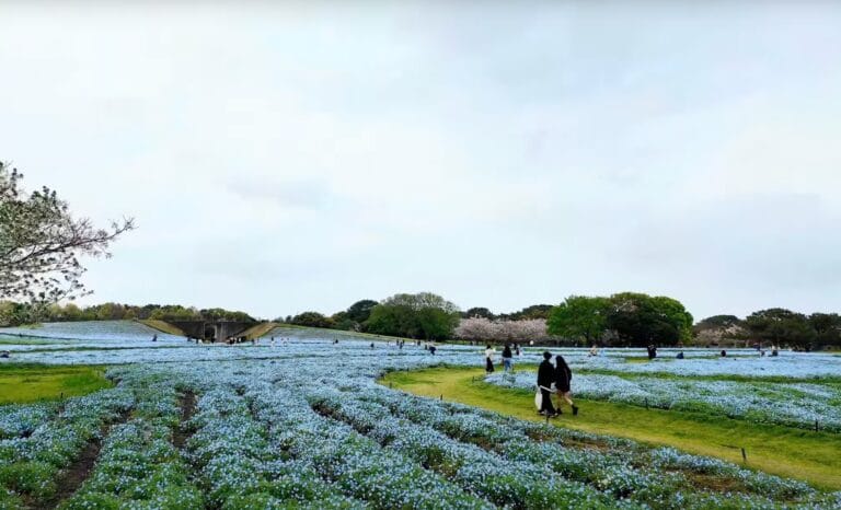 Uminonakamichi Park Adventures: Picnics, Playgrounds, and Panoramas