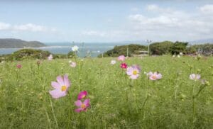 Nokonoshima Island Escape: Nature, Flowers, and More